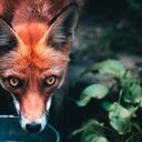 Foxes at Theatre 503